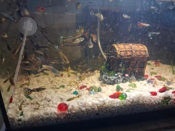 Guppy.
