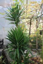 yukkas te koop, Ophalen, In pot, Yucca, 150 tot 200 cm