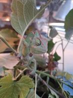jonge Jemen kameleon s, Dieren en Toebehoren, Reptielen en Amfibieën