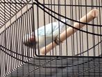 Dwergpapegaai met kooi zelf komen ophalen, Dieren en Toebehoren