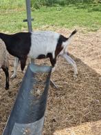 Bonte Melkgeit, Dieren en Toebehoren, Schapen, Geiten en Varkens