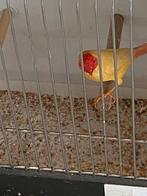 Ik zoek 1 man van gele binzen astrilde, Dieren en Toebehoren, Vogels | Overige Vogels