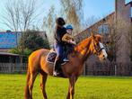 Weide maatje: coaching/ wandel paard, Dieren en Toebehoren, Paarden, Springpaard, Gechipt, Ruin, L