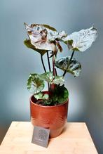 Fraise Syngonium, Maison & Meubles, Plantes d'intérieur, Enlèvement ou Envoi