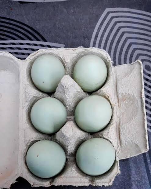 Broedeieren Olive egger, Animaux & Accessoires, Volatiles