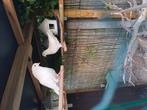 Witte duiven, Dieren en Toebehoren, Vogels | Duiven