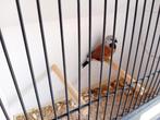 Jonge gordelgrasvinken 25€stuk, geringd, Dieren en Toebehoren, Geringd