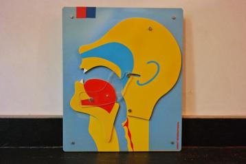 Leermodel reanimatie anatomie beschikbaar voor biedingen