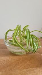 Spider plant shoot/cutting, Maison & Meubles, Plantes d'intérieur, Ombre partielle, Plante verte, Enlèvement, Moins de 100 cm