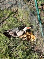 Barberie kuikens, Dieren en Toebehoren, Pluimvee, Meerdere dieren, Eend