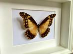 Rare Papillon Collector Morpho Rhetenor Helena femelle cadre, Collections, Collections Animaux, Insecte, Animal empaillé, Enlèvement ou Envoi