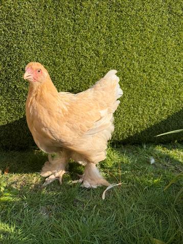 Brahma groothoender lemon pyle hen beschikbaar voor biedingen