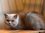 britse korthaar, Kater, Gechipt, 3 tot 5 jaar