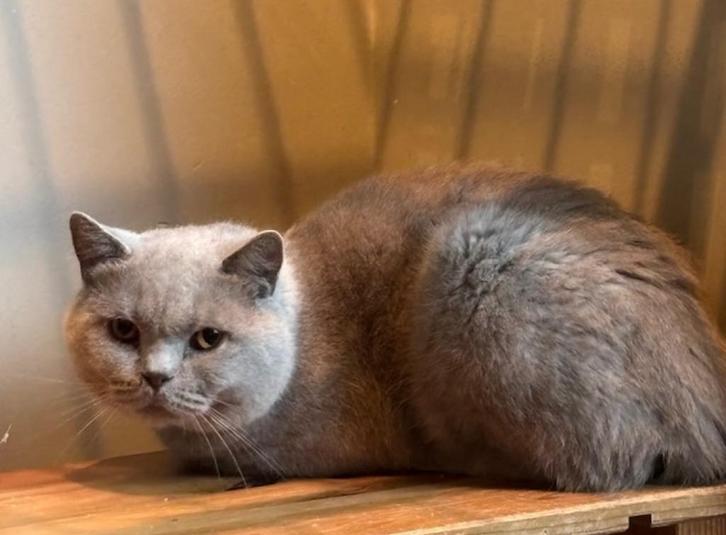 britse korthaar, Dieren en Toebehoren, Katten en Kittens | Raskatten | Korthaar, Kater, 3 tot 5 jaar, Gechipt, Ontwormd, Ingeënt