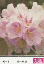 lucifermerk luciferetiket #198 bloemen (50-9), Boîtes ou marques d'allumettes, Envoi, Neuf