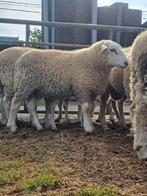Jonge bokken, Dieren en Toebehoren, Schapen, Geiten en Varkens, Mannelijk, Schaap, 0 tot 2 jaar