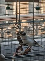Grande cage + petit cage+ couple cana avec tout accessoires, Dieren en Toebehoren, Vogels | Hokken en Kooien