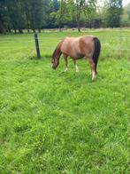 WelshA stamboek merrie met merrieveulen en merrieveulen, Dieren en Toebehoren, Merrie, Onbeleerd, Gechipt