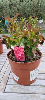 Hortensia - Hydrangea, Ophalen, Halfschaduw