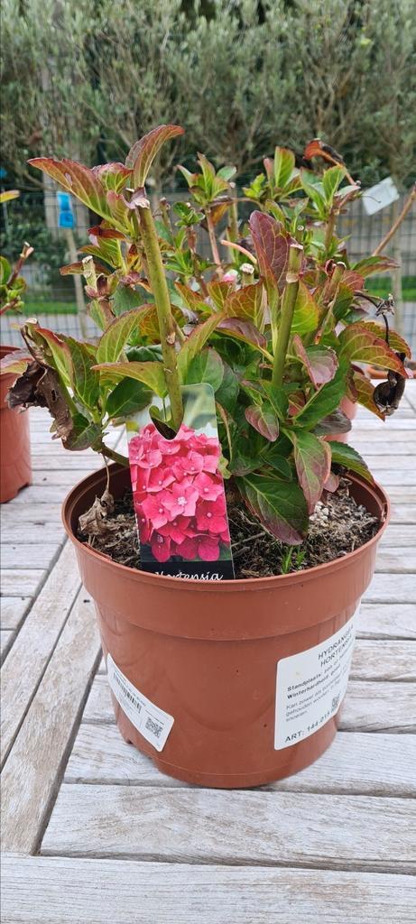 Hortensia - Hydrangea, Tuin en Terras, Planten | Tuinplanten, Halfschaduw, Ophalen