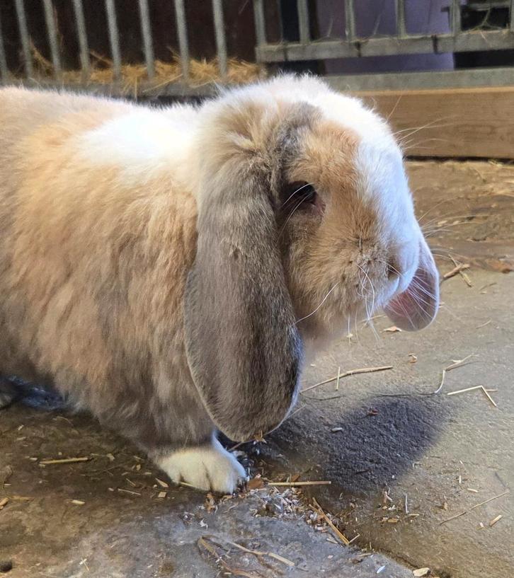 Franse hangoor ram, Dieren en Toebehoren, Konijnen, Hangoor
