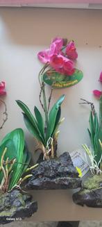 Orchidées Lucky Reptile roses 30 cm, Enlèvement ou Envoi, Neuf, Branche, Plante, Roche ou Pierre