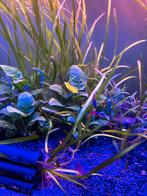 Speciale soort guppy’s die ik gekweekt heb, Dieren en Toebehoren, Zoetwatervis