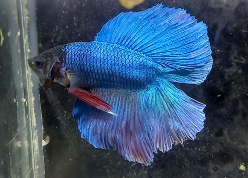 Betta mannen en vrouwen, Dieren en Toebehoren, Vissen | Aquariumvissen, Zoetwatervis, Vis