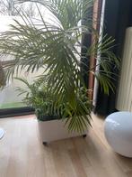 70s Plantenbak op wieltjes Kartell 4682 van Anna Castelli, Ophalen, Kunststof
