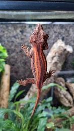 Rhacodactylus Auriculatus Gargoyle Gecko man, Dieren en Toebehoren