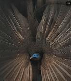 Opgezette Argus fazant, Verzamelen, Dierenverzamelingen, Ophalen