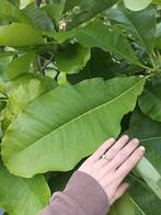 Magnolia diverse soorten en formaten, 100 à 250 cm, Plein soleil, Autres espèces, Enlèvement