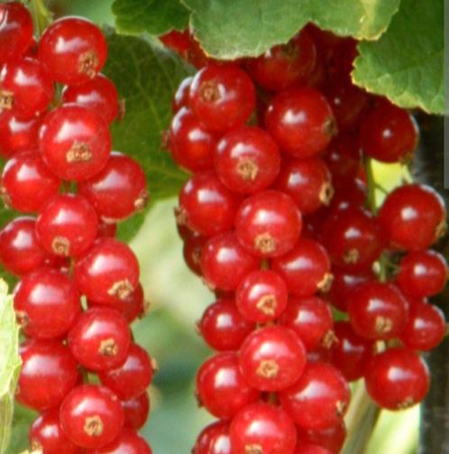 Rode eetbare trosbessen, Tuin en Terras, Planten | Fruitbomen, Ophalen