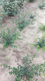 Osmanthus burkwoodii +-50 cm Stuntprijs 5,5€, Tuin en Terras, Ophalen of Verzenden, Overige soorten, Haag, Minder dan 100 cm