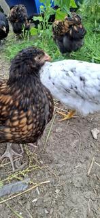 Orpington dubbelgezoomde haan, Dieren en Toebehoren, Mannelijk, Kip