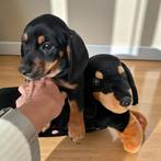 Magnifiques chiots teckels nains, Poils courts, Plusieurs, Nain, Hépatite contagieuse (maladie de Rubarth)