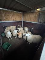 schaap, Dieren en Toebehoren
