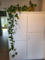 Heel grote kamerplant, drakenklimop met pot, meer dan 200cm, In pot, 200 cm of meer, Ophalen, Groene kamerplant