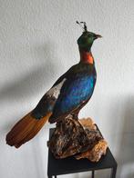 Zeldzame PRACHTIGE opgezette Himalaya glansfazant fazant, Verzamelen, Ophalen of Verzenden, Gebruikt, Vogel, Opgezet dier