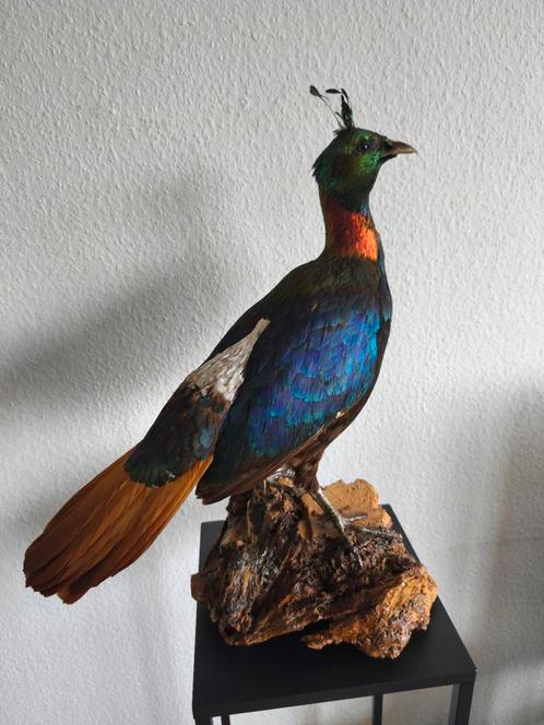 Zeldzame PRACHTIGE opgezette Himalaya glansfazant fazant, Verzamelen, Dierenverzamelingen, Gebruikt, Opgezet dier, Vogel, Ophalen of Verzenden