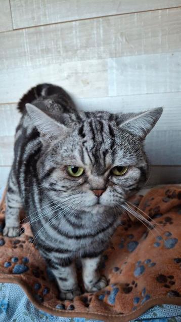 Dekkater, Dieren en Toebehoren, Katten en Kittens | Dekkaters, 0 tot 2 jaar