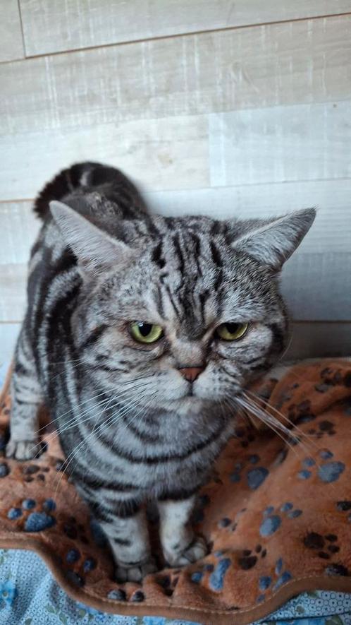 Dekkater, Dieren en Toebehoren, Katten en Kittens | Dekkaters, 0 tot 2 jaar