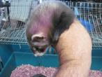 fretje, Dieren en Toebehoren, Knaagdieren, Fret, April, Vrouwelijk, Tam