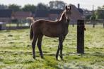 sterk merrieveulen met mooie afstamming, Dieren en Toebehoren, Paarden, Merrie, Springpaard, Gechipt, 0 tot 2 jaar