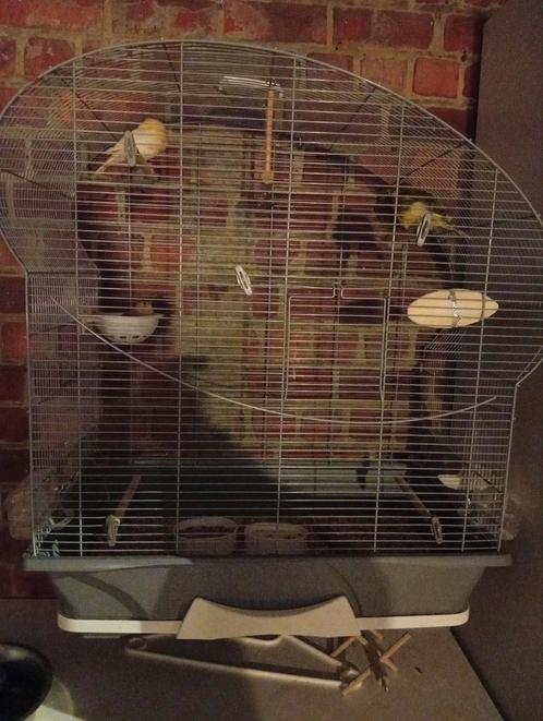 Te koop groot Vogel kooi met eet potjes en stokjes bij, Dieren en Toebehoren, Vogels | Kanaries