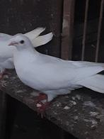 Witte duif duivin, Animaux & Accessoires, Oiseaux | Pigeons, Femelle, Autres espèces