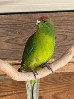 Jonge kakariki (mei ‘25), geringd, pop, Dieren en Toebehoren, Vogels | Parkieten en Papegaaien, Vrouwelijk, Parkiet, Geringd