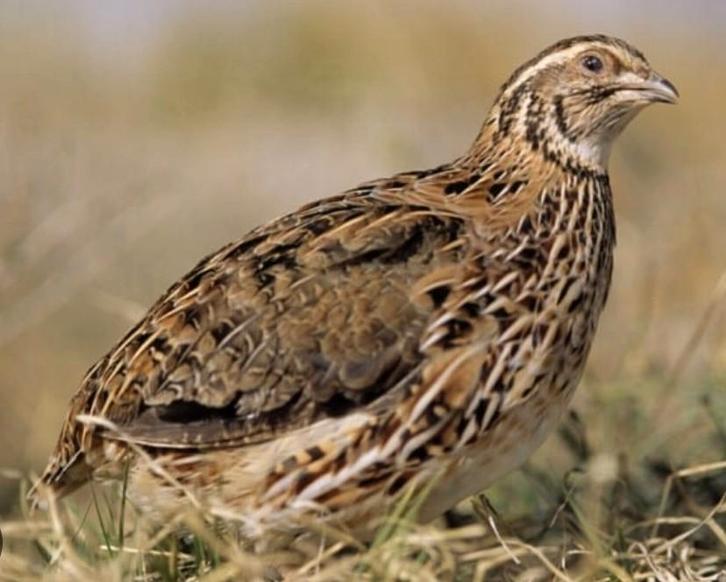 GEZOCHT !! Japanse kwartels, Dieren en Toebehoren, Vogels | Overige Vogels