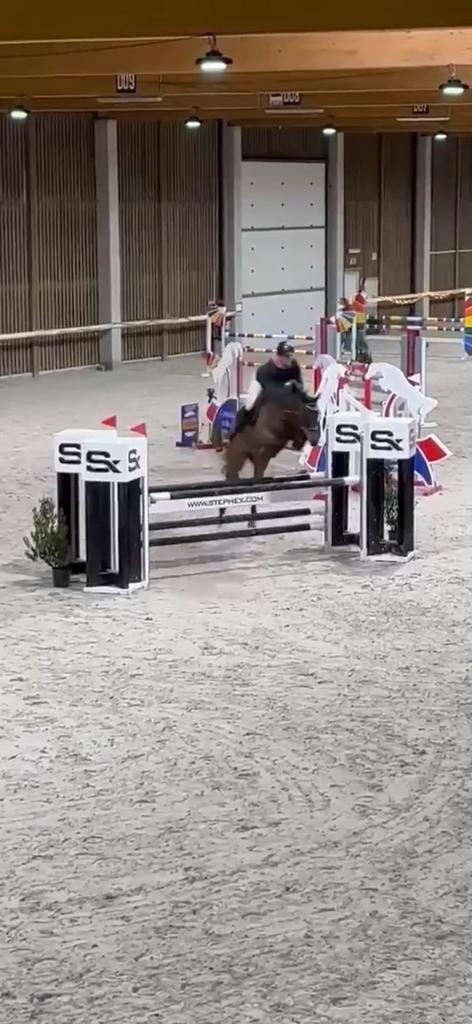 Makkelijke talentvolle 8 jarige merrie, Dieren en Toebehoren, Paarden, Merrie
