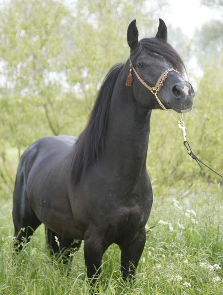 TER DEKKING zwarte arabische volbloed hengst, arabier, Dieren en Toebehoren, Paarden en Pony's | Dekhengsten en Fokmerries, Hengst